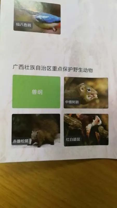 长相 酷似黄鼠狼 是个什么东东 玉林市民热心救助 腾讯新闻