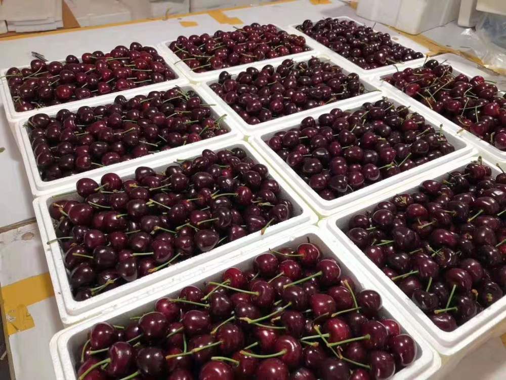 女子网购了一箱车厘子打开后却不敢吃了原因何在