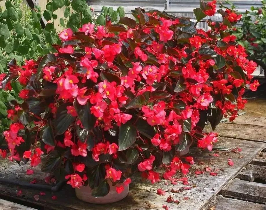 11种能在室内开大红色花朵的植物 养成盆栽后反而更好打理 腾讯新闻
