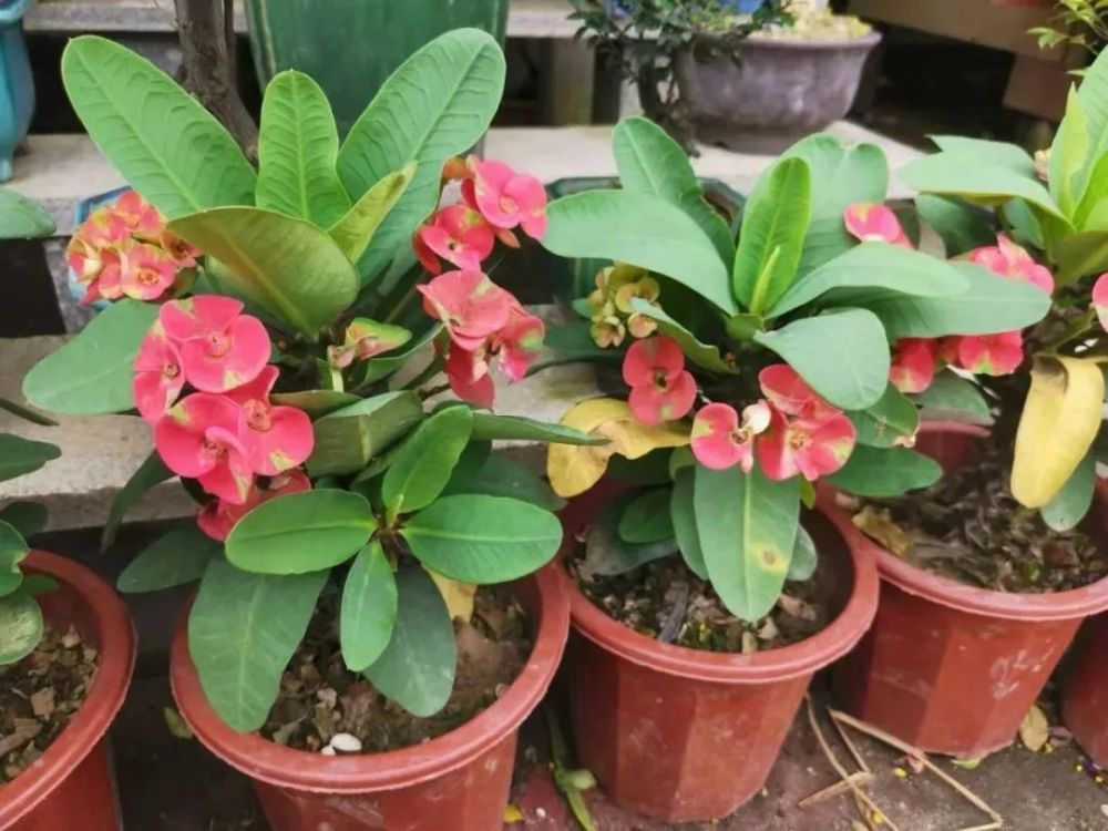 11种能在室内开大红色花朵的植物 养成盆栽后反而更好打理 腾讯新闻