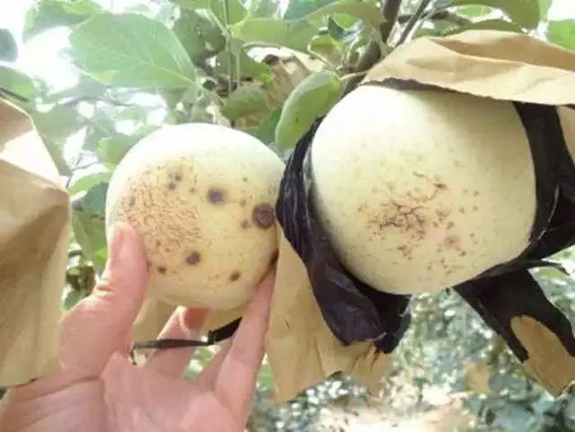 苹果_植物|苹果缺钙的症状及补钙措施