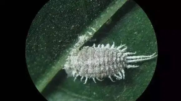 苹果套袋前需要做好这7件事