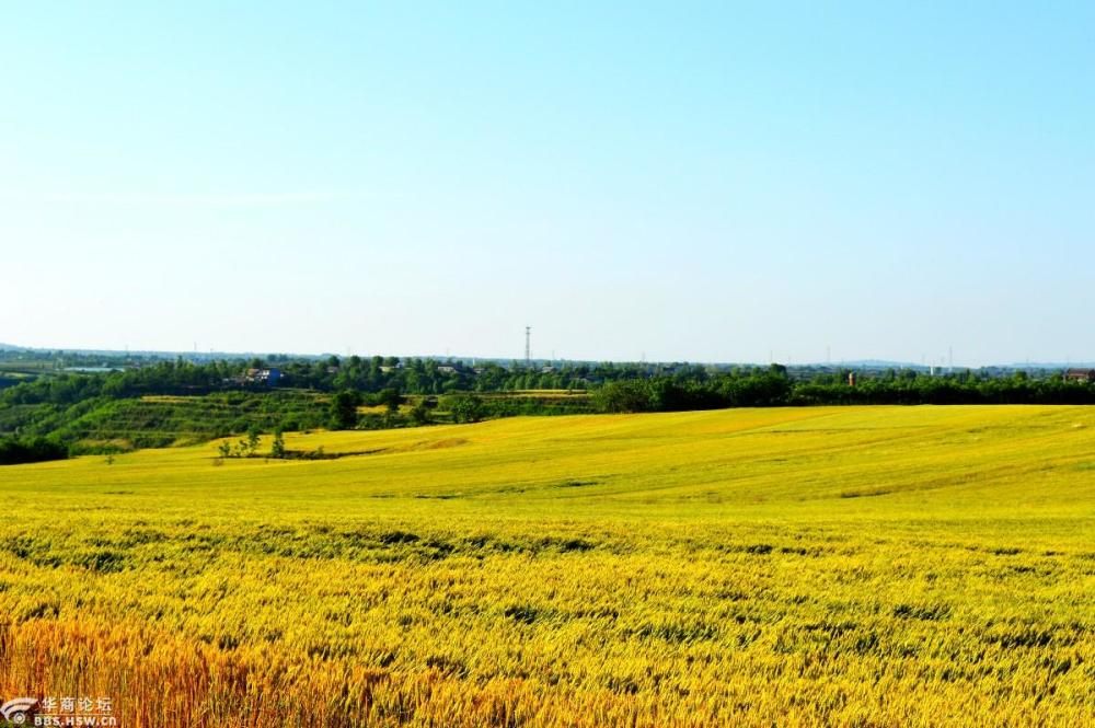 五月的白鹿原麦浪滚滚黄的深沉而又庄严也更加壮观美丽