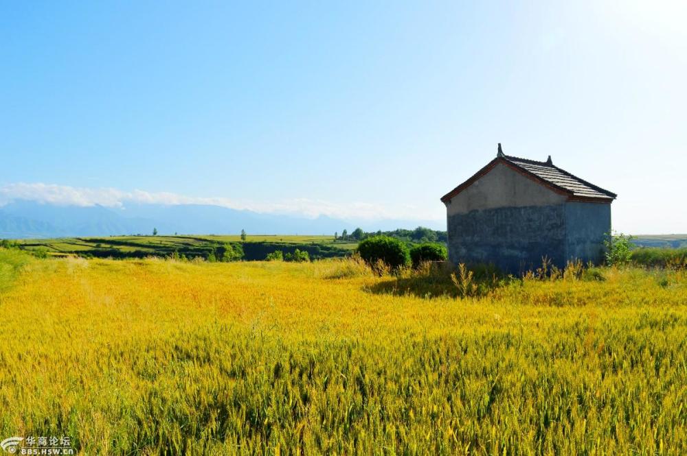 五月的白鹿原麦浪滚滚黄的深沉而又庄严也更加壮观美丽