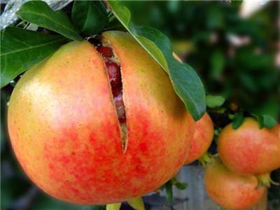 土壤比较干旱,突然降雨或灌溉,在这种情况下,会造成大面积的石榴裂果