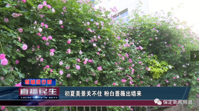 五月的保定 初夏美景关不住 粉白蔷薇出墙来
