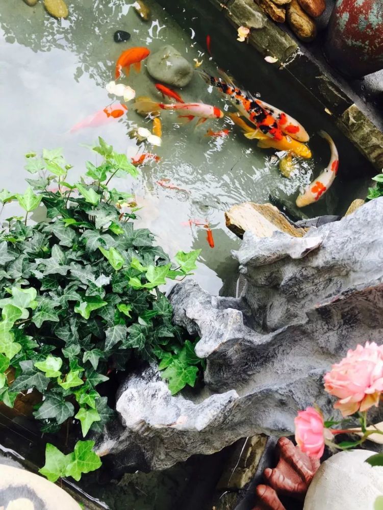 露台上打造的鱼池,清新养心