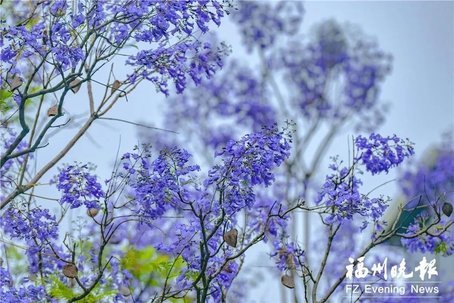 梦幻紫 福州玫瑰 盛开 这些地方可看 首山 闽江公园 美景 三坊七巷 大根路 园路 对湖路 蓝花楹 福州