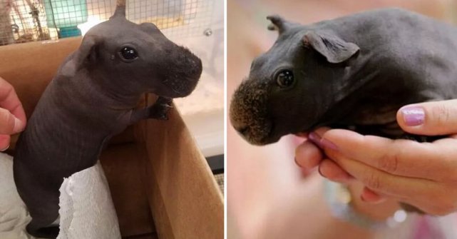 瘦猪是一种无毛豚鼠看起来像口袋大小的河马