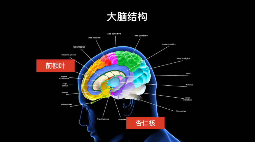 杏仁体位置图片