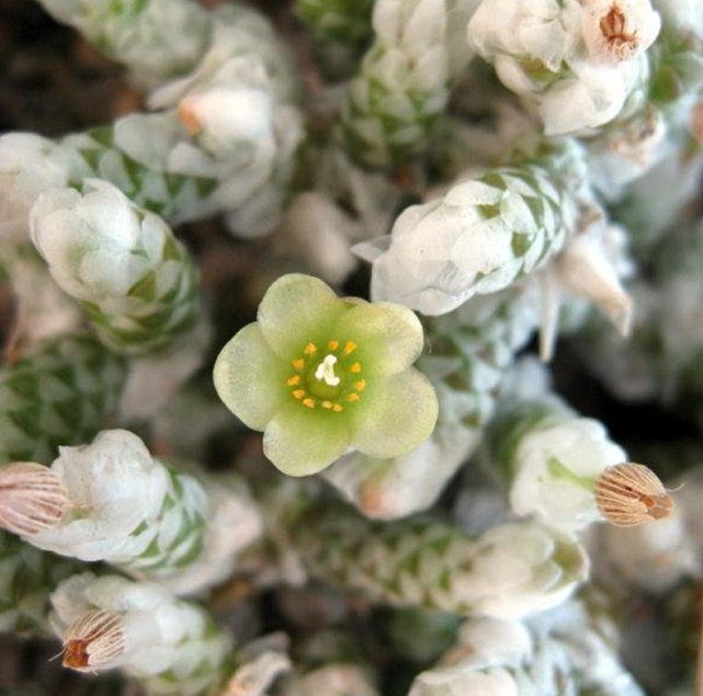 银蚕属于矮小的匍匐性多肉植物,原产于南非,纳米比亚,银蚕开花的时候