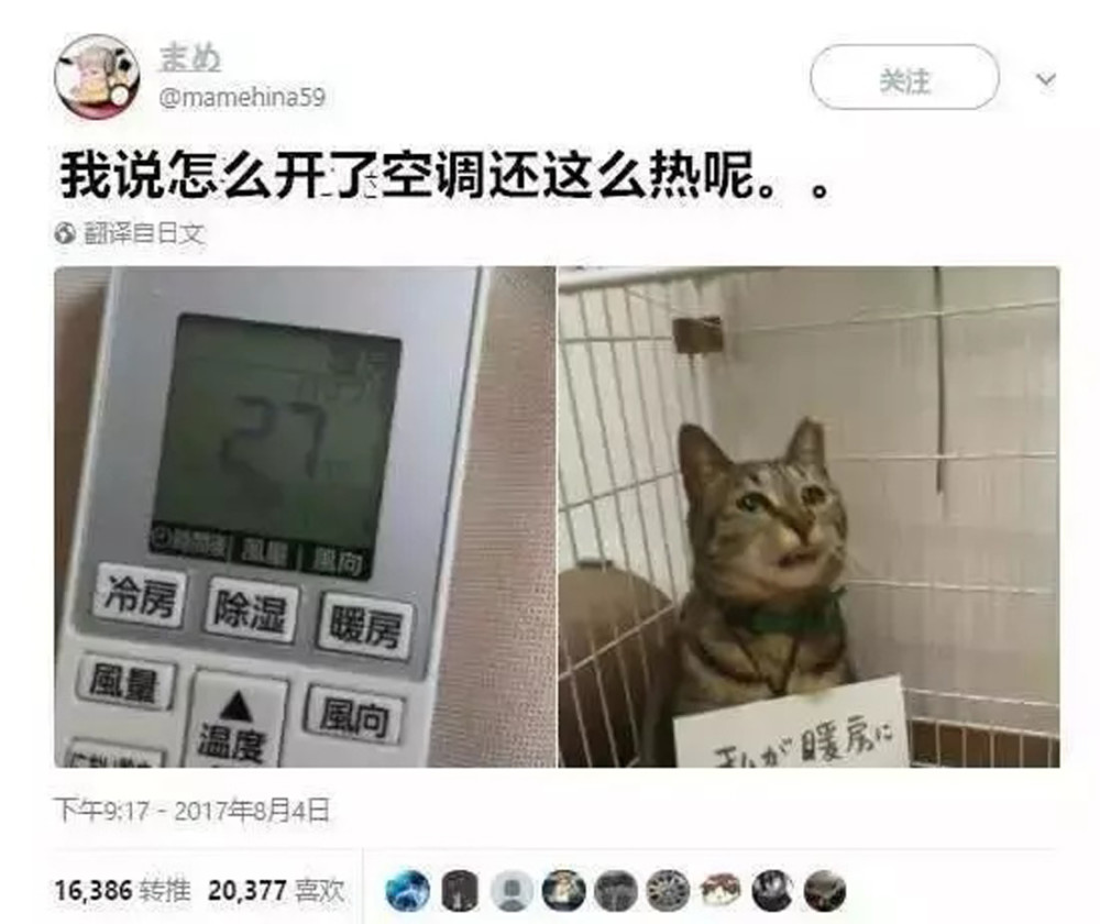 不要轻易养猫！养猫有这五个危害_腾讯新闻