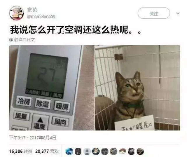 不要轻易养猫 养猫有这五个危害 腾讯网