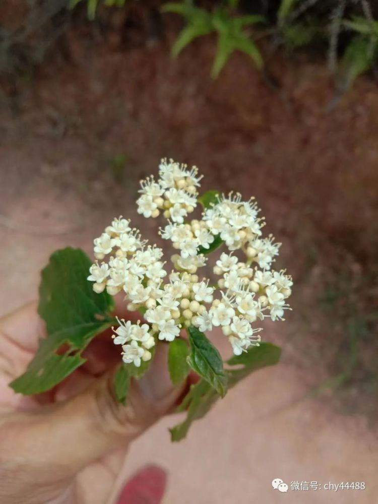 白马渡与油湘交界处的那些花儿 腾讯新闻