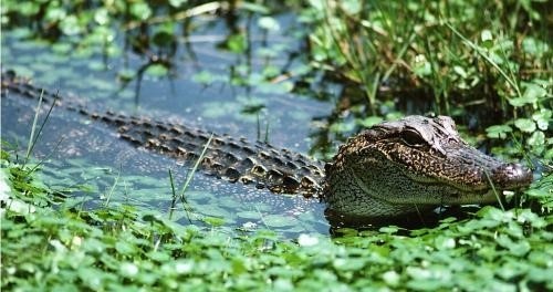 澳洲淡水鱷,crocodylus johnsoni (krefft, 1873),鱷科鱷屬的一種鱷魚