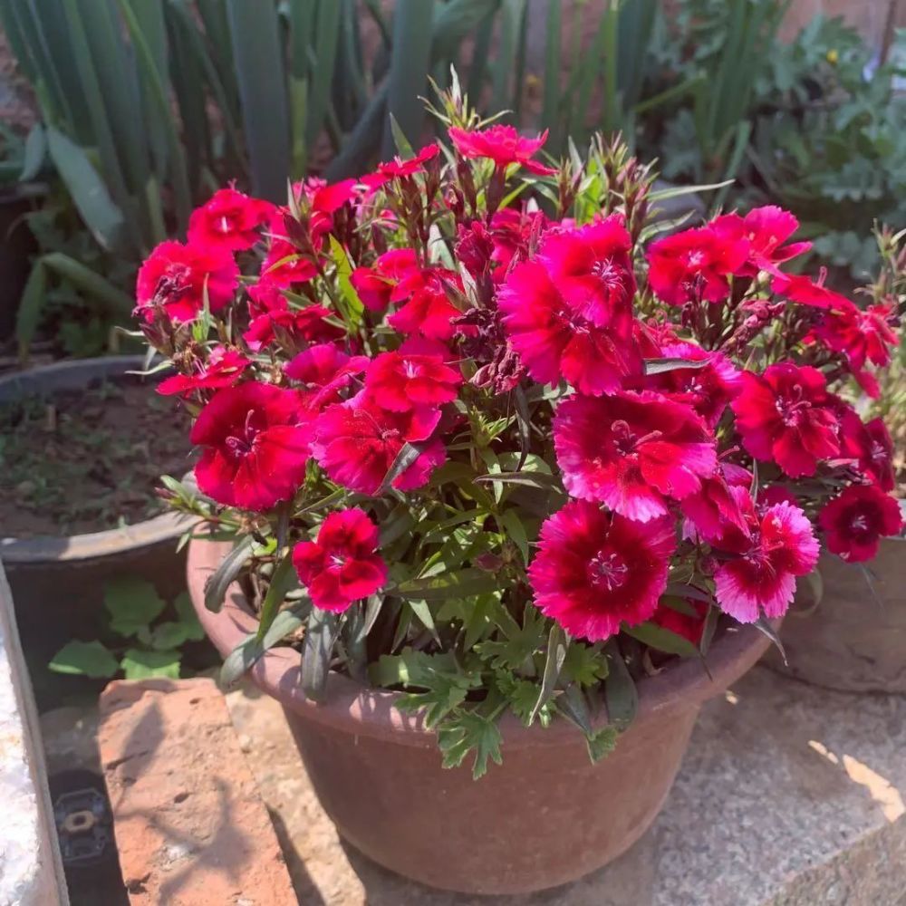 山上挖的石竹花 养了3年了 今年又开爆了 花期能开100天 腾讯新闻