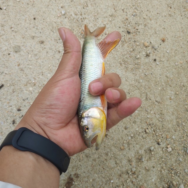 淡水的有黑魚,翹嘴,馬口,白條,鯰魚,鱸魚,鱤魚等,海水的有海鱸魚,鮁魚