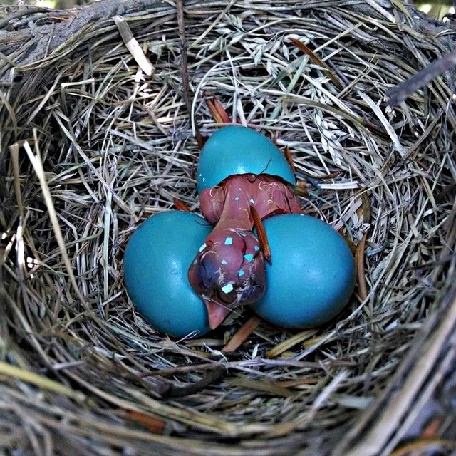 10种动物所产的蛋或卵形状各异神奇与怪异并存