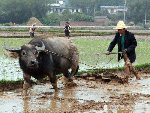 老一辈农民的担忧――将来农村田地无人耕种咋办?请你支招