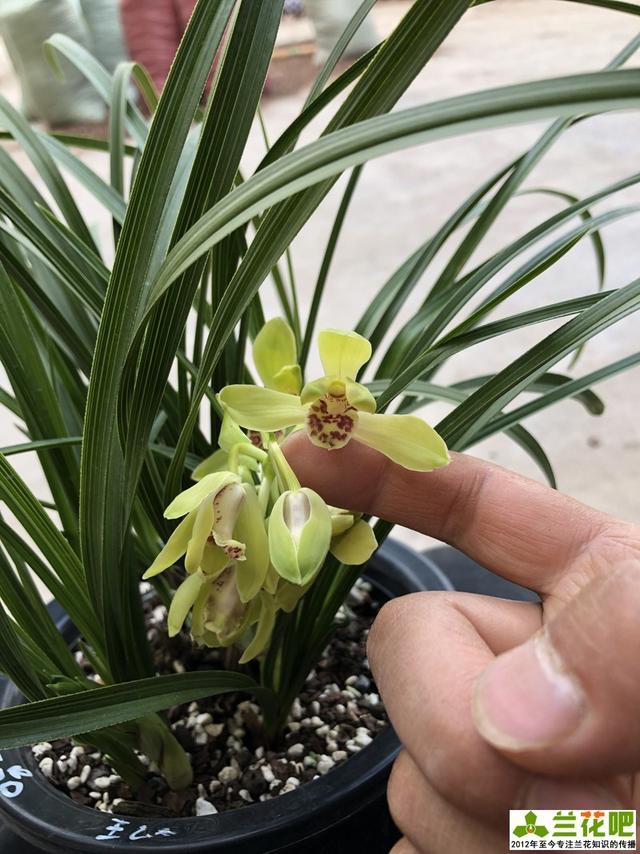 品賞蘭花從4大方面來品,好的蘭花和價格無關,符合這4點就是好蘭花