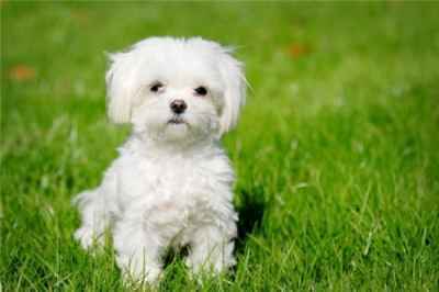在你挑选马尔济斯幼犬时 应从这几个方面入手 腾讯新闻