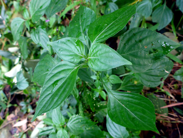 过去穷苦人才吃,如今极品野菜,广东人爱用它煲汤,俗称猪肝菜