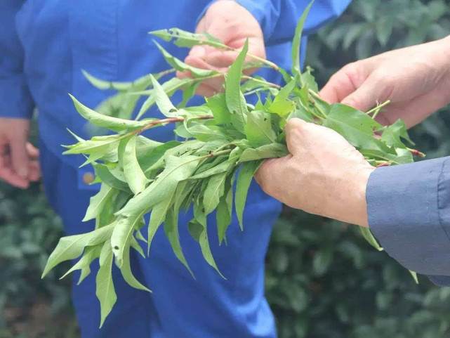 河边很多,丢水里能麻晕活鱼,捣烂还能制作酒曲,俗称"酒药草"