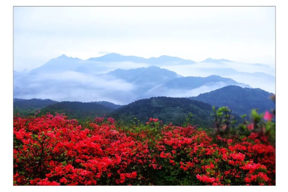 看杜鹃花如何美翻五月天 遂昌高坪万亩杜鹃林只为等你来 腾讯新闻