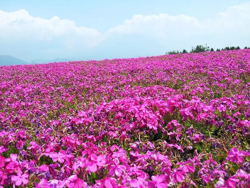 生如夏花 不可方物 鳌山夏季观花指南 腾讯新闻