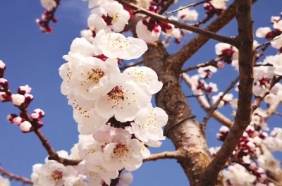 5月武威赏花正当时 腾讯新闻