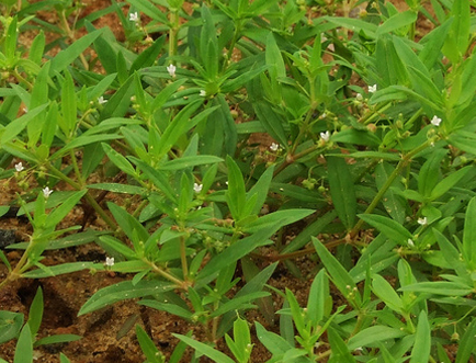 白花蛇草水你喝过吗 味道清奇 对身体极好 原料就是白花蛇舌草 腾讯新闻