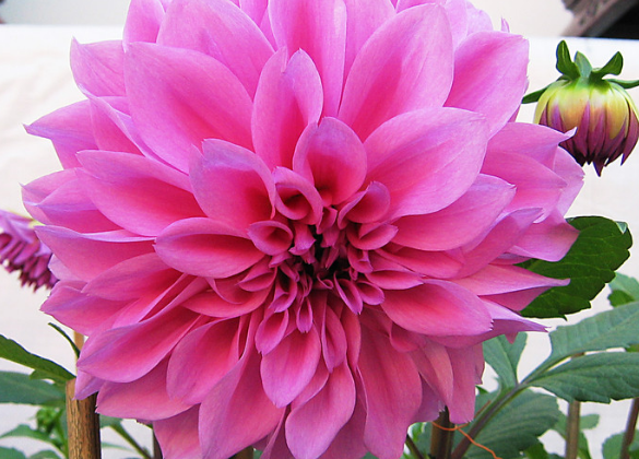 在5月中旬,4属相送走霉运,迎来好运,事业大红大紫,一帆风顺