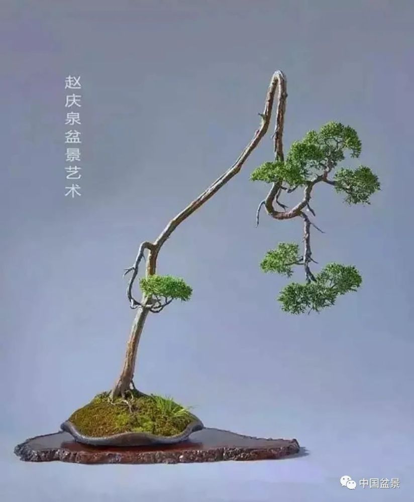 赵庆泉文人树盆景艺术欣赏