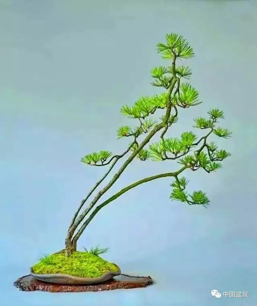 赵庆泉文人树盆景艺术欣赏