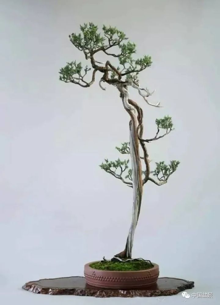 赵庆泉文人树盆景艺术欣赏