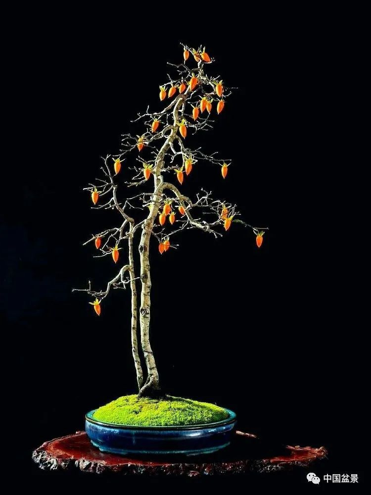 赵庆泉文人树盆景艺术欣赏