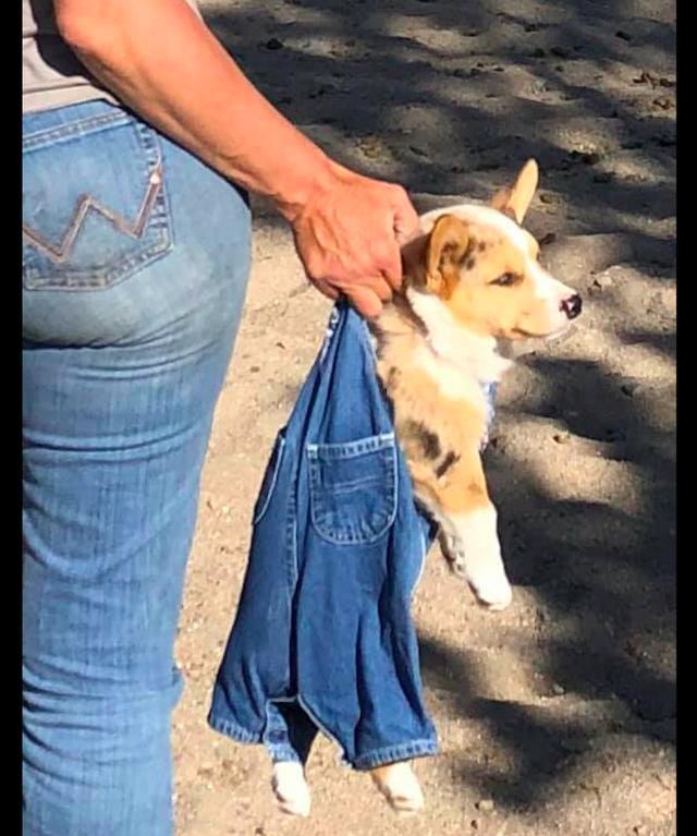 主人将狗狗放进小牛仔裤里拎着,它弱小又无助:我不要面子的啊!