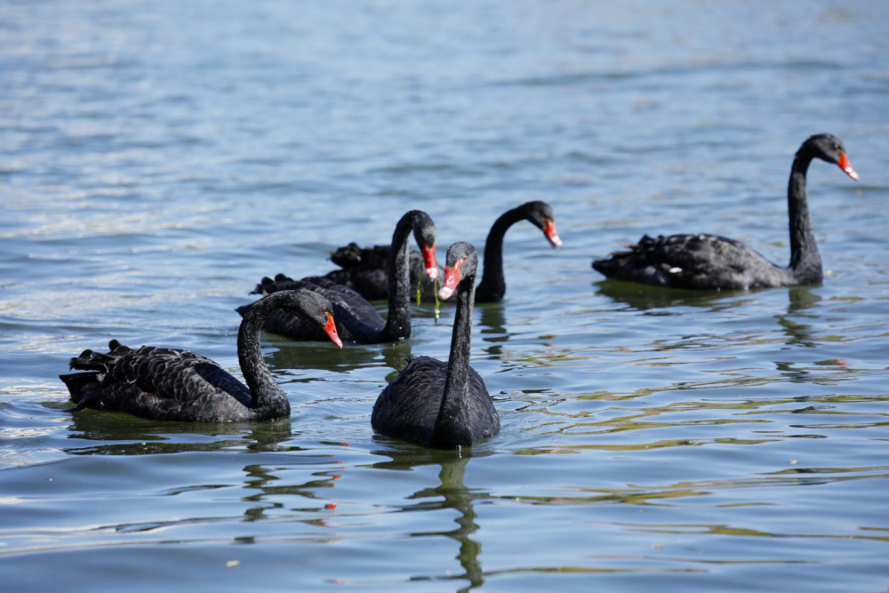 长春友谊公园迎来新萌宠高贵优雅的黑天鹅赋予生活真挚之美