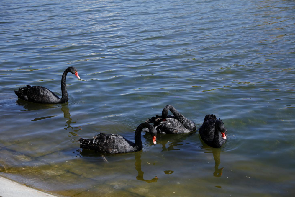长春友谊公园迎来新萌宠高贵优雅的黑天鹅赋予生活真挚之美