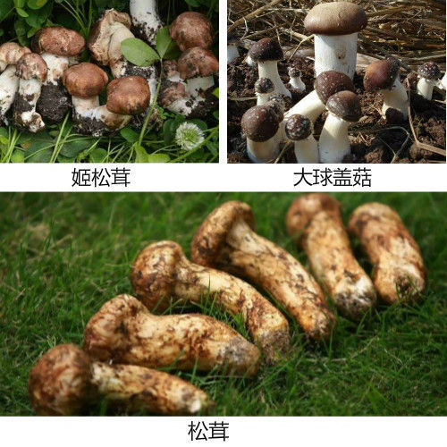 姬松茸原产于巴西,正式名称是巴西蘑菇,姬松茸是一种可以人工栽培的