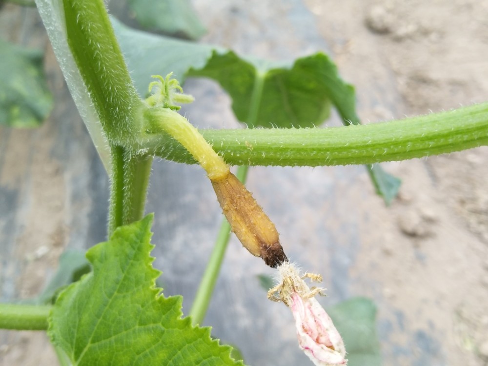 黄瓜咋这么小就化掉了黄瓜化瓜的原因有哪些