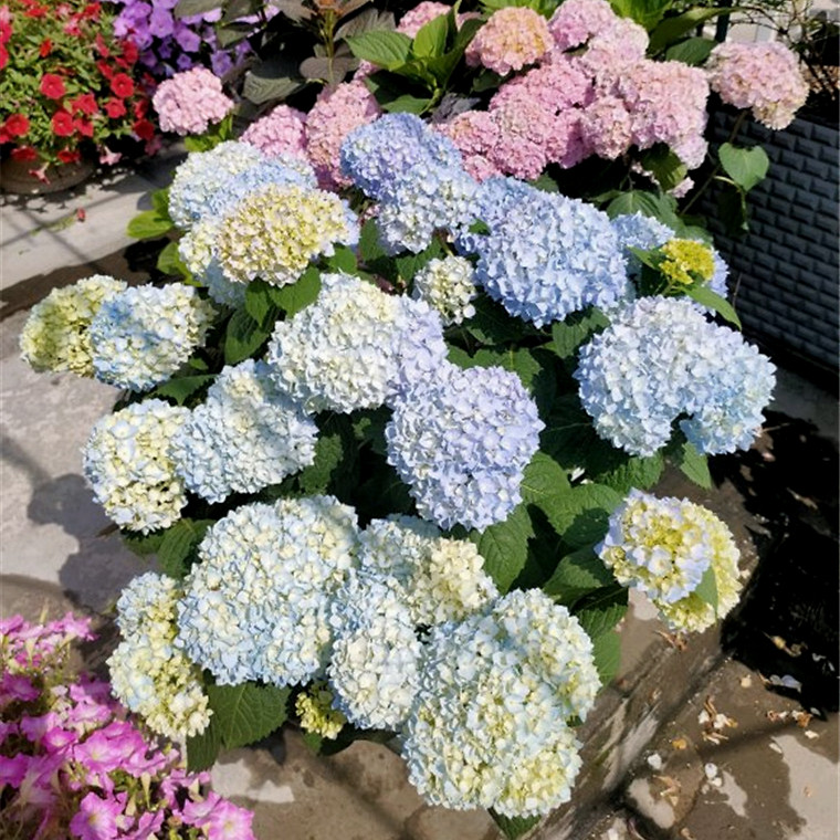 谁说夏天没有好看的花 养这3种 好养又勤花 腾讯新闻