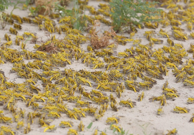 巴基斯坦媒体蝗灾重新肆虐印巴多地中国政府及时向巴方伸出援手