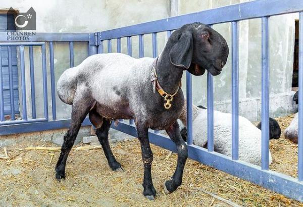 沙漠探险朝圣之地 深度游新疆的必经之路