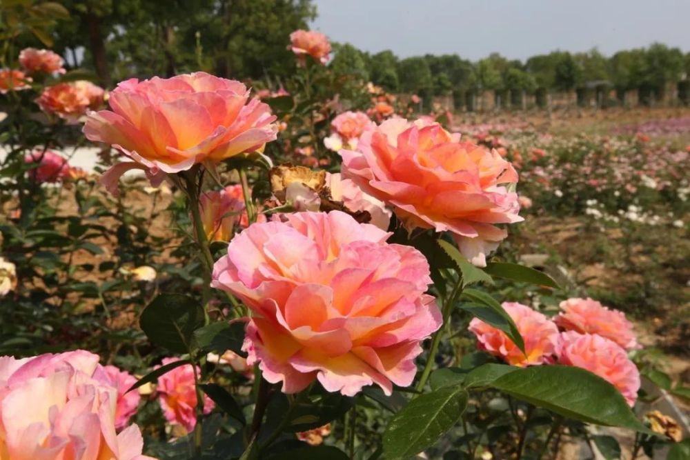 藏不住了句容这处世界珍品玫瑰园内近百万株欧月已花开成海