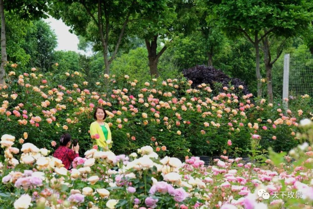 藏不住了句容这处世界珍品玫瑰园内近百万株欧月已花开成海