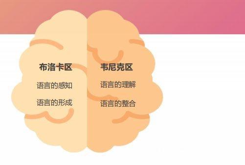 宝宝想要再学习一门语言,那么就要调动布洛卡区,孩子学习起来不仅会事