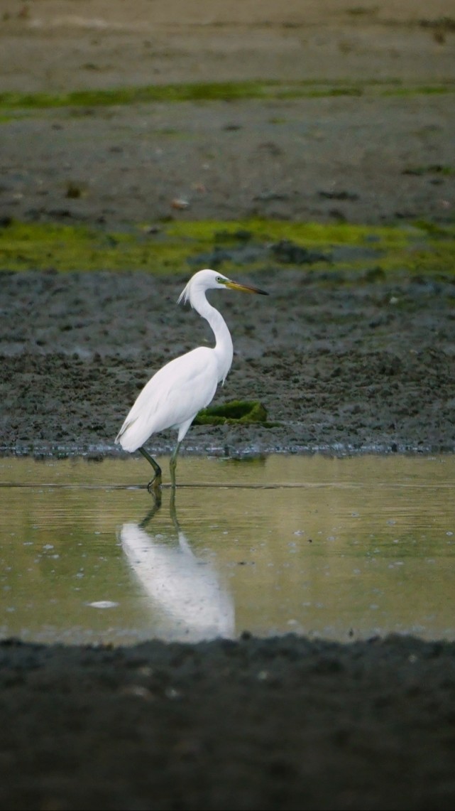 记录到珍稀水鸟黄嘴白鹭,属于国家二级保护动物,这
