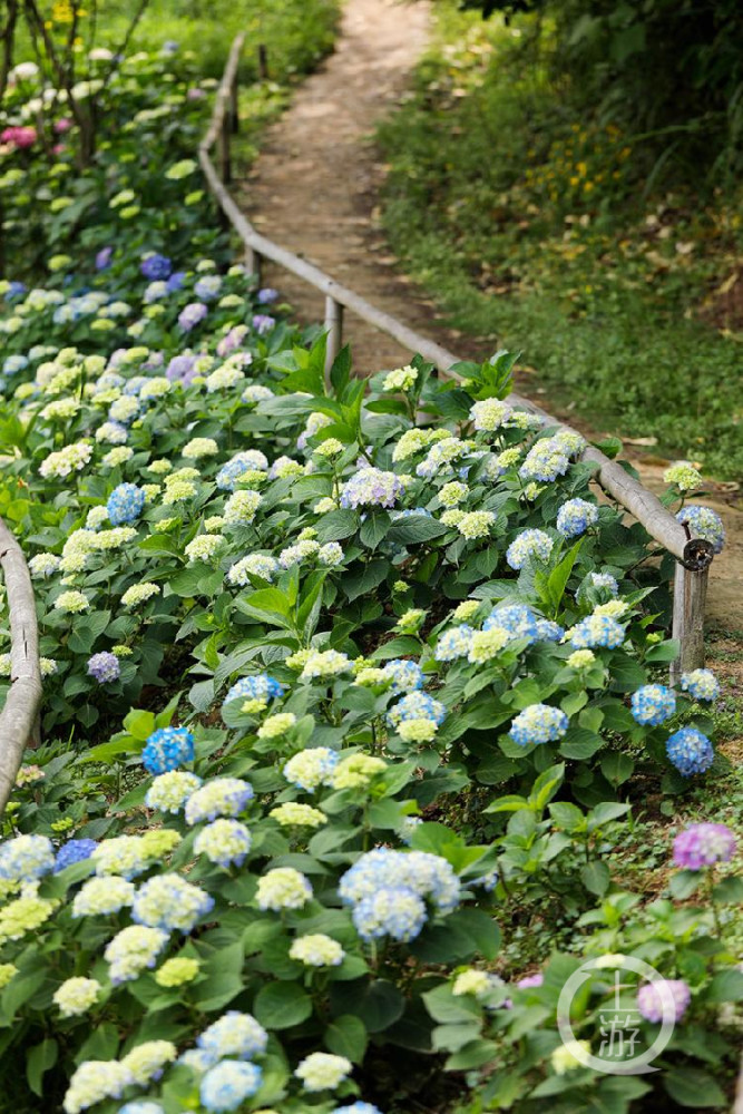 夏天里最大的花百亩绣球天坪山迎风绽放