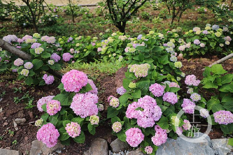 夏天里最大的花百亩绣球天坪山迎风绽放